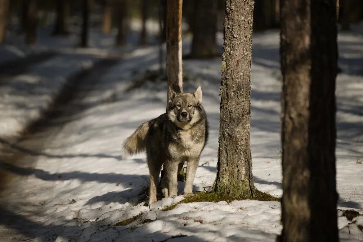 Александр Дрозденко поделился весенними снимками из Лужского района Александр Дрозденко поделился весенними снимками из Лужского района