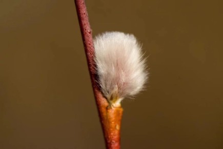 Александр Дрозденко поделился весенними снимками из Лужского района