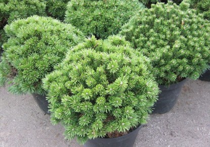 ����� ������ '���������'