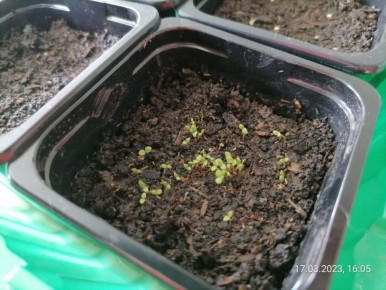 ����� ������� �������: ��� ��������� ����� �������