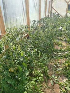 Секреты ухода за томатами в теплице: обрезка и формирование кустов