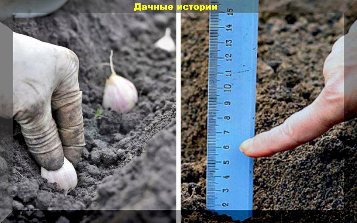Три ключевых вопроса о посадке чеснока: советы для успешного урожая