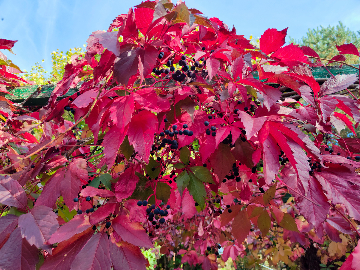 Вкусные выходные в деревне: готовим стрипсы из индейки с душой