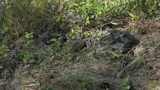В Ленобласти проснулись гадюки