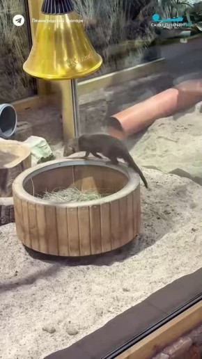 Ничего необычного, просто карликовый мангуст из Ленинградского зоопарка катается на тренажере и радуется солнышку