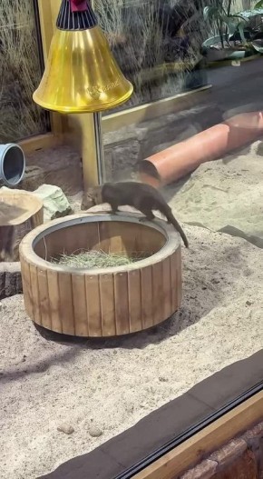 Этот карликовый мангуст очень напоминает нам некоторых людей: крутятся-вертятся даже в выходной день