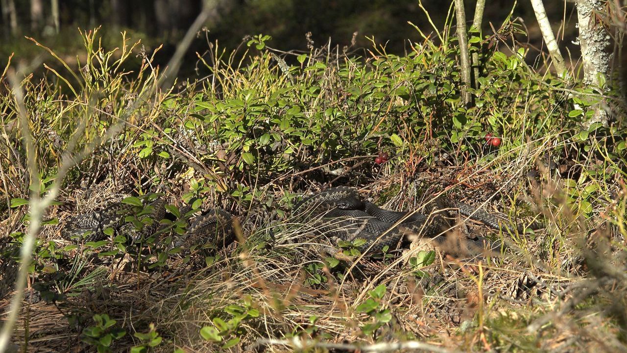 В Ленобласти проснулись гадюки В Ленобласти проснулись гадюки