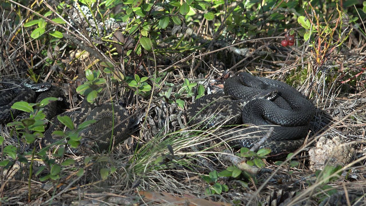 В Ленобласти проснулись гадюки В Ленобласти проснулись гадюки