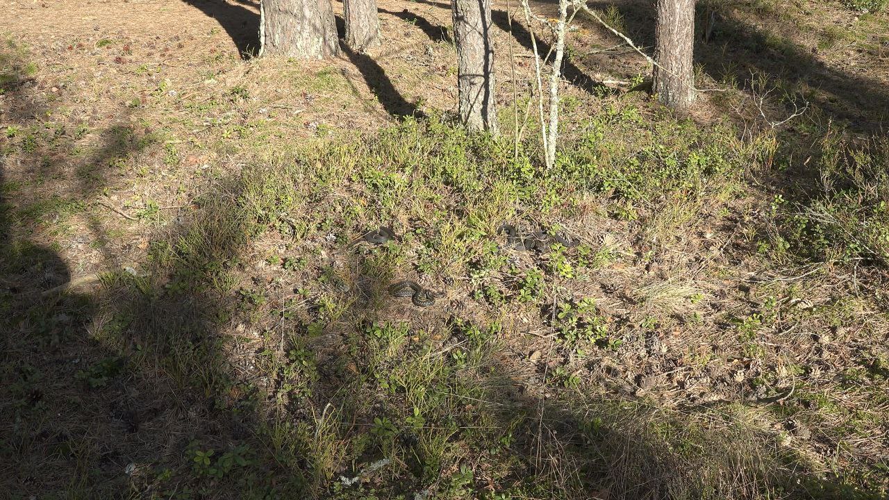 В Ленобласти проснулись гадюки В Ленобласти проснулись гадюки