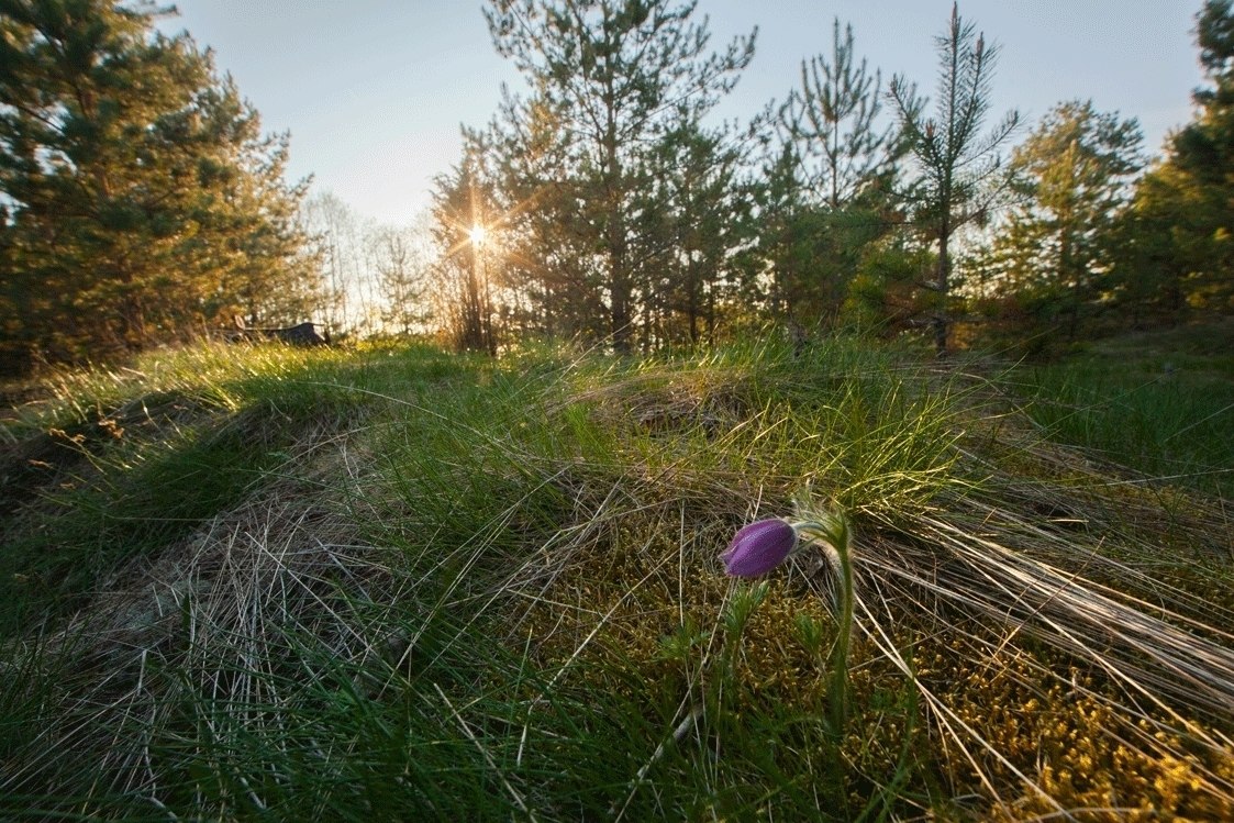 В Ленобласти создали охранную зону вокруг памятника природы «Нижневолховский» В Ленобласти создали охранную зону вокруг памятника природы «Нижневолховский»