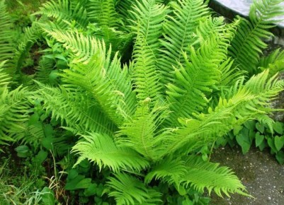 Почему папоротник — защитник вашего дома от негативной энергии