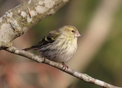 �������� ������ �������� ��������� � ����� �������