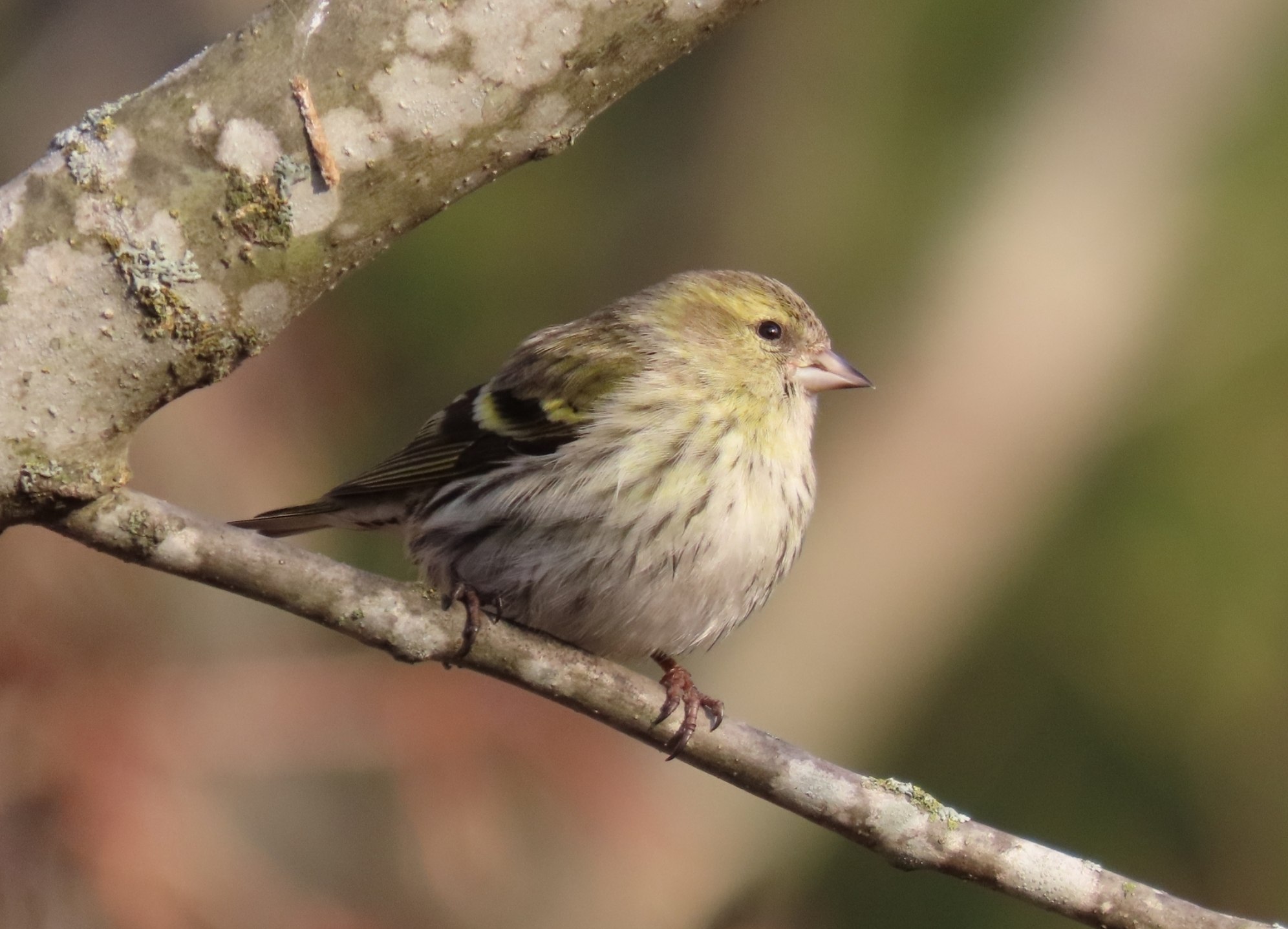 Весенние птичьи концерты зазвучали в парке Монрепо