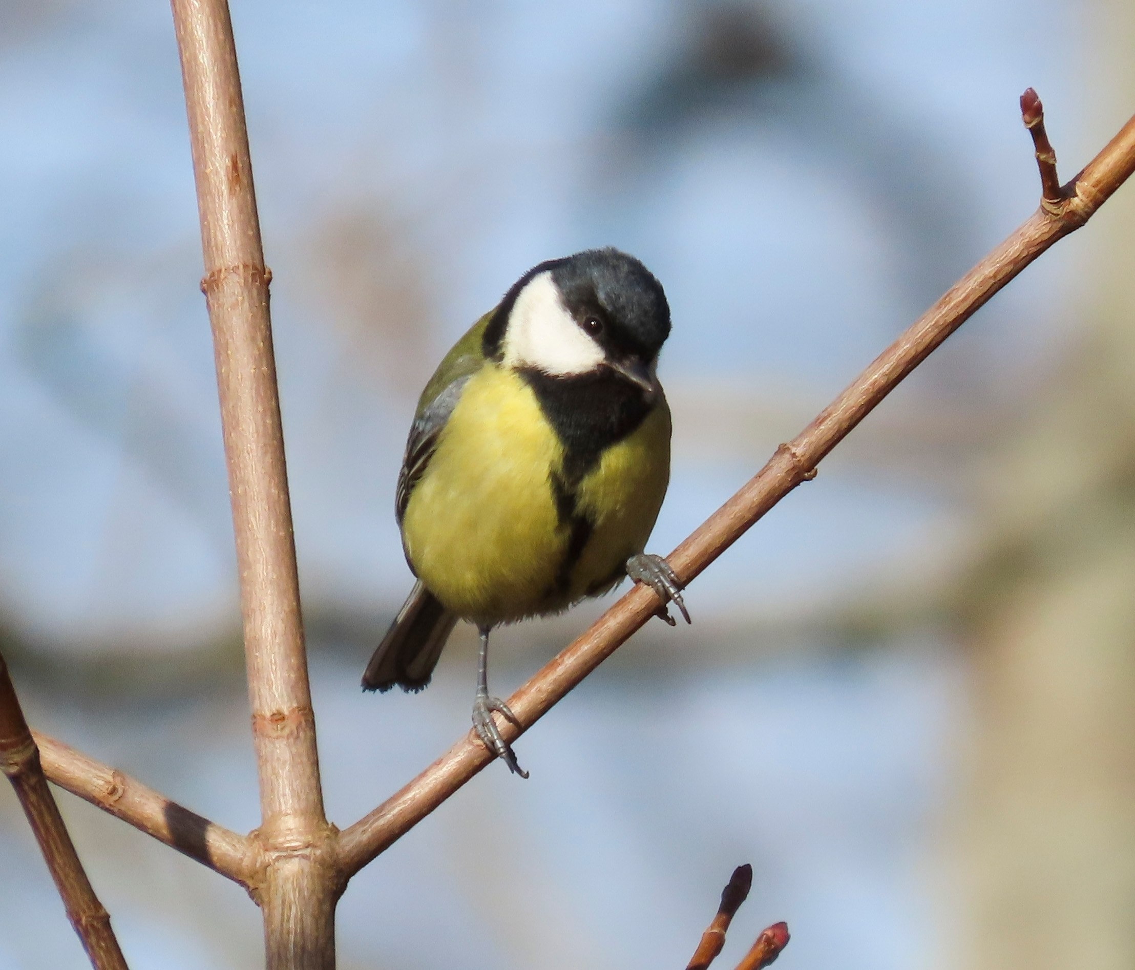 Весенние птичьи концерты зазвучали в парке Монрепо Весенние птичьи концерты зазвучали в парке Монрепо