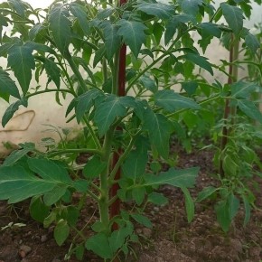 Как бороться с жированием помидоров и вернуть их к жизни