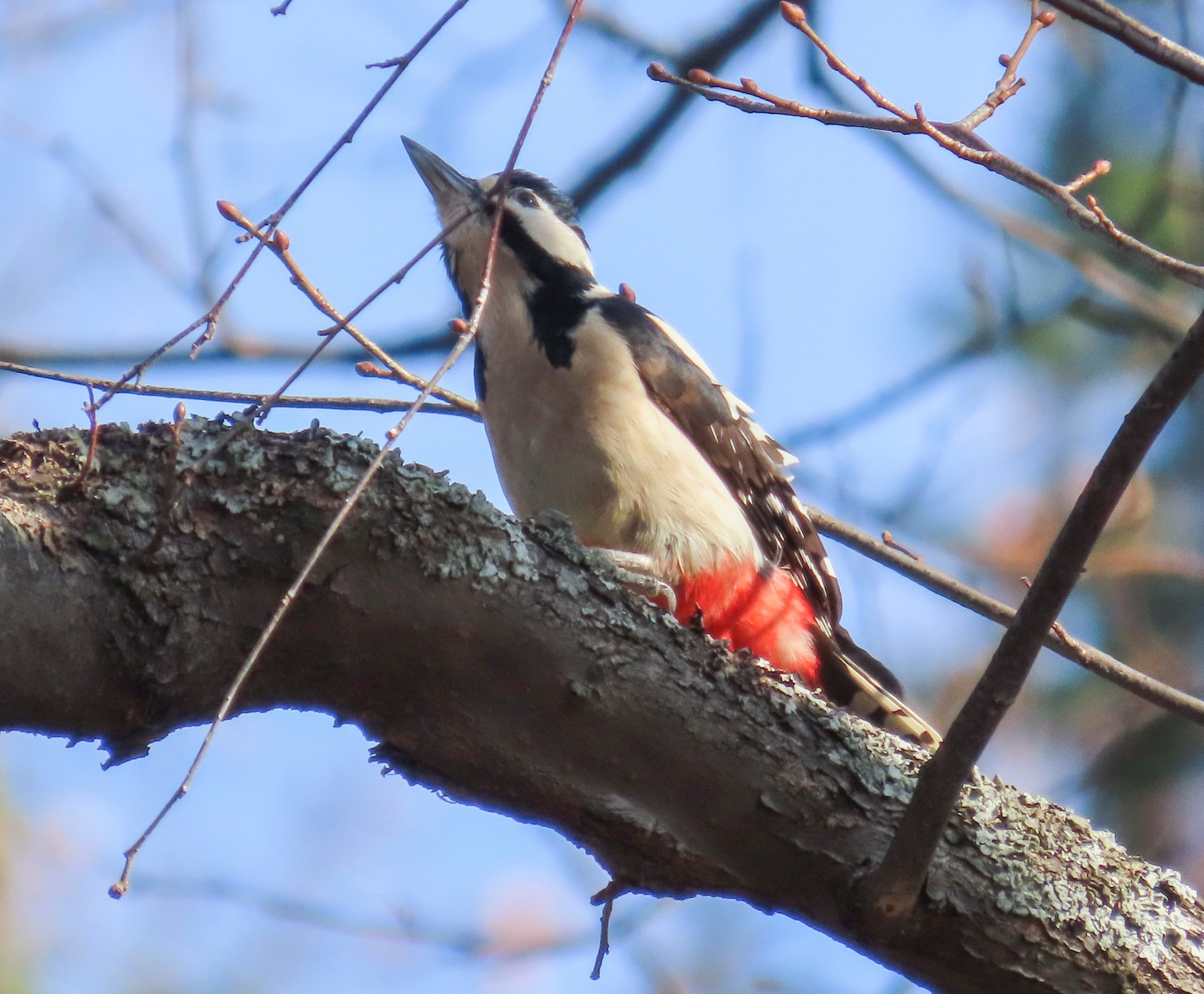 Весенние птичьи концерты зазвучали в парке Монрепо Весенние птичьи концерты зазвучали в парке Монрепо