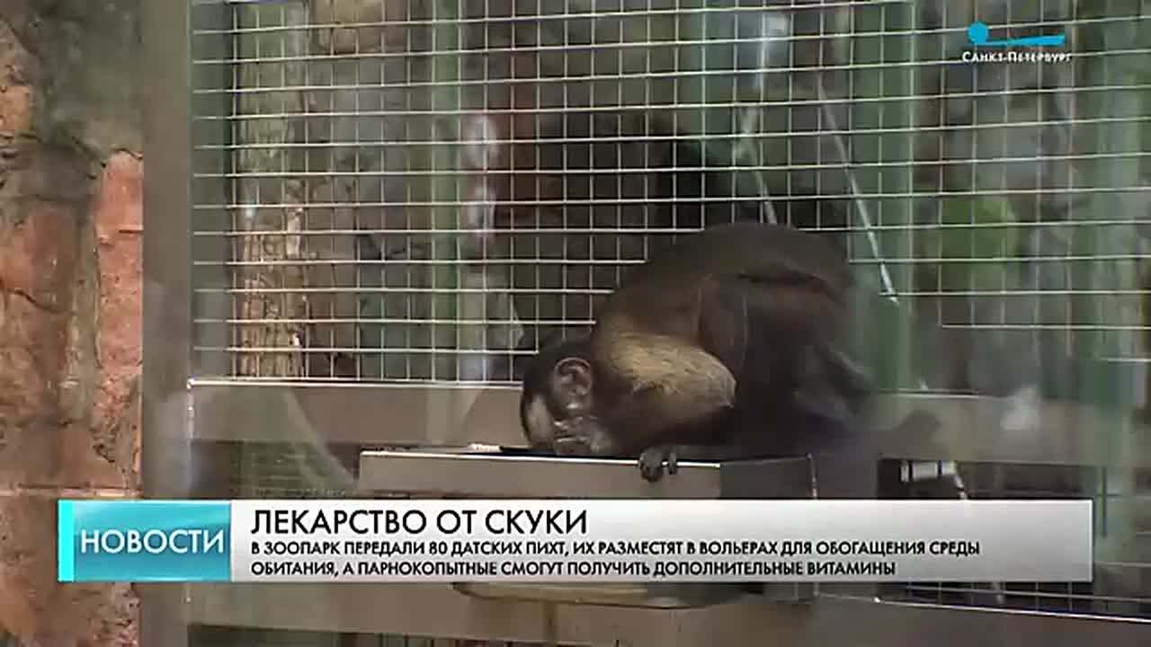 В Ленинградский зоопарк передали 80 пихт — растения привезли из Дании по инициативе одной из городских компаний