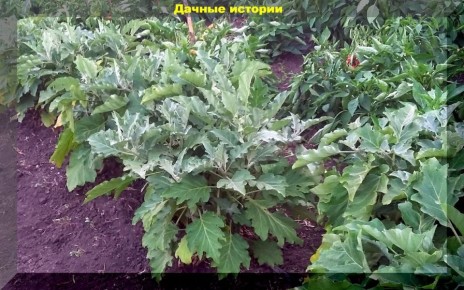 ��� ��������� ��������� ���������: ������ ��� ��������