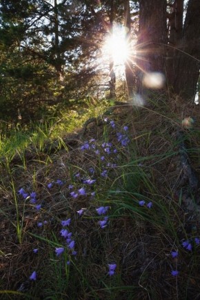 В Ленобласти создали охранную зону вокруг памятника природы «Нижневолховский»