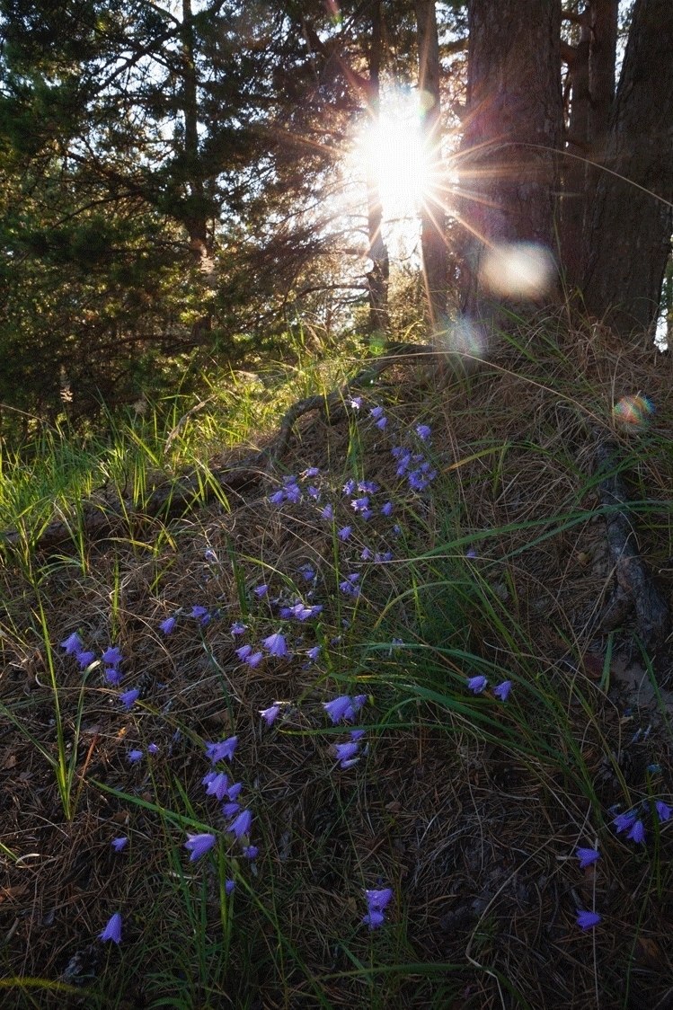 В Ленобласти создали охранную зону вокруг памятника природы «Нижневолховский»
