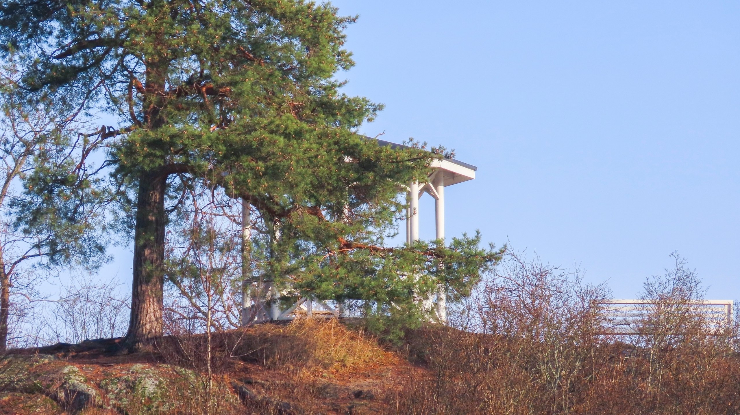 Весенние птичьи концерты зазвучали в парке Монрепо Весенние птичьи концерты зазвучали в парке Монрепо
