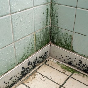 Как навсегда изгнать грибок из ванной: проверенные методы и советы