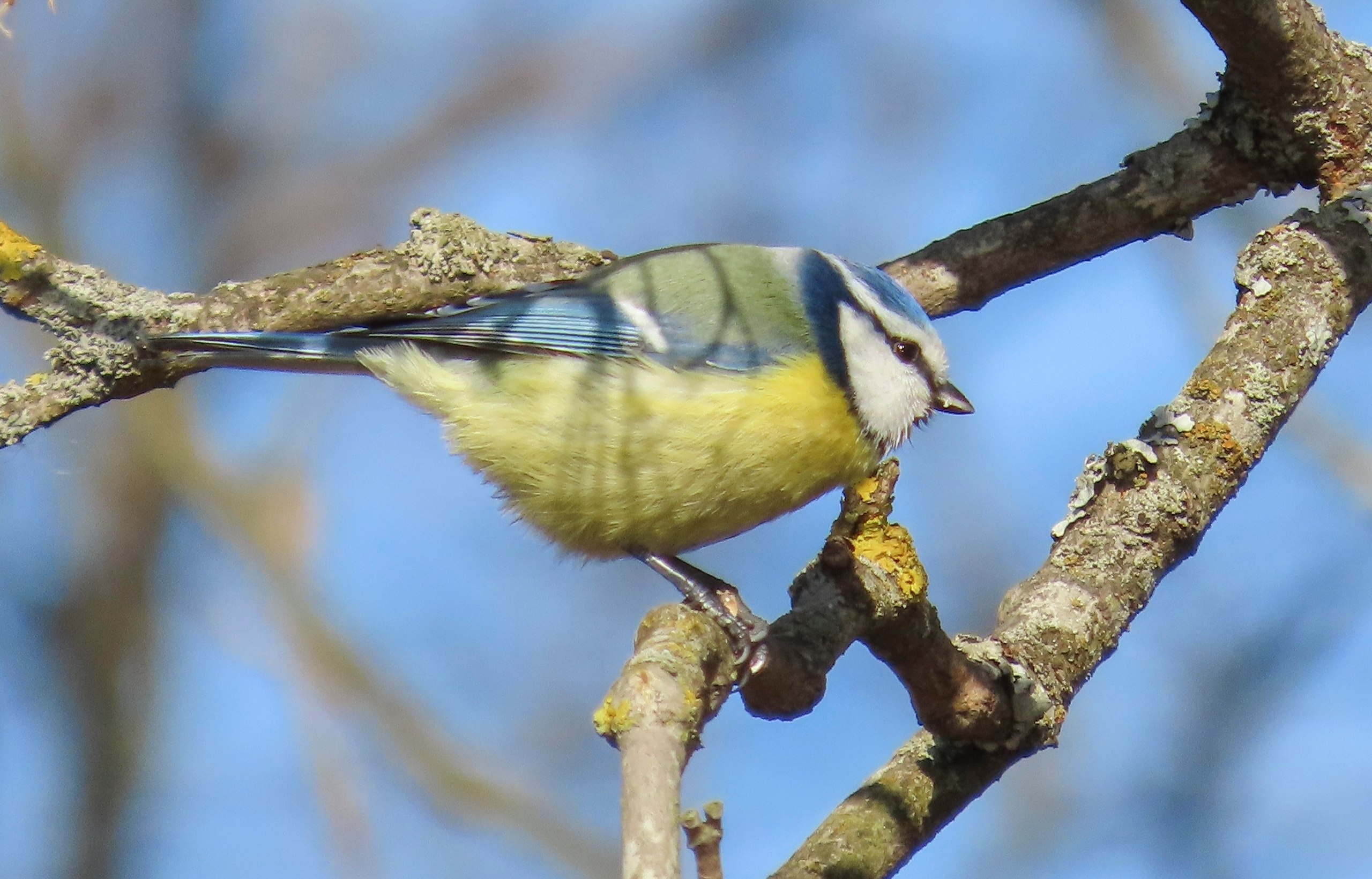 Весенние птичьи концерты зазвучали в парке Монрепо Весенние птичьи концерты зазвучали в парке Монрепо