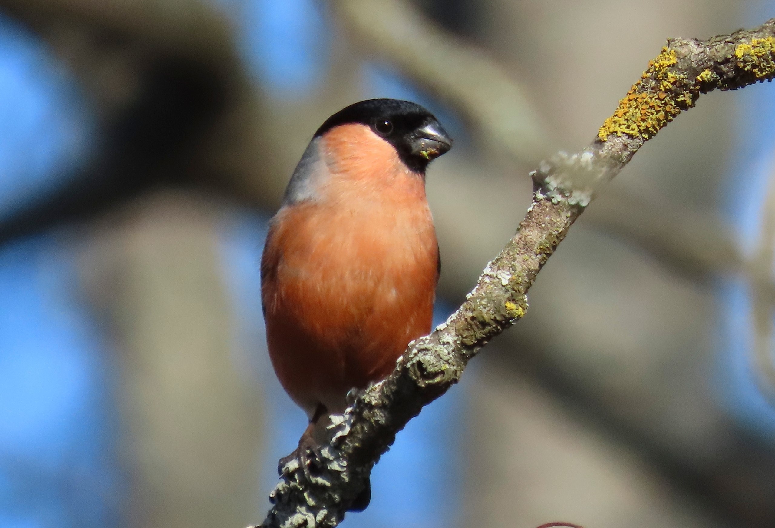 Весенние птичьи концерты зазвучали в парке Монрепо Весенние птичьи концерты зазвучали в парке Монрепо