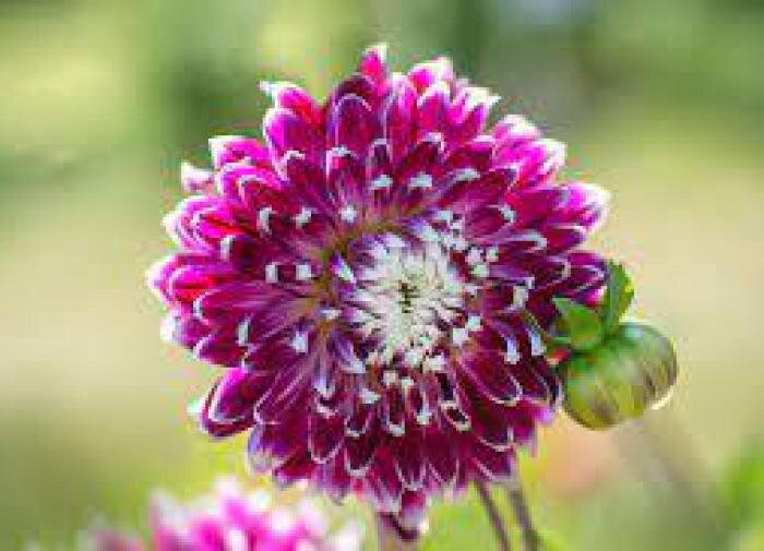 Как растения определяют время для цветения