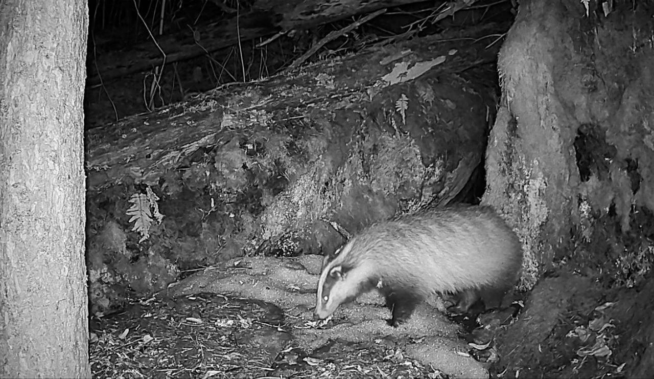 В Приозерском районе барсучиха после спячки навела порядок в норе В Приозерском районе барсучиха после спячки навела порядок в норе