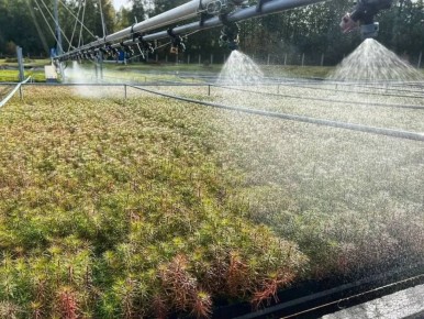 Ленобласть вырастит 250 тысяч новых деревьев для Донбасса