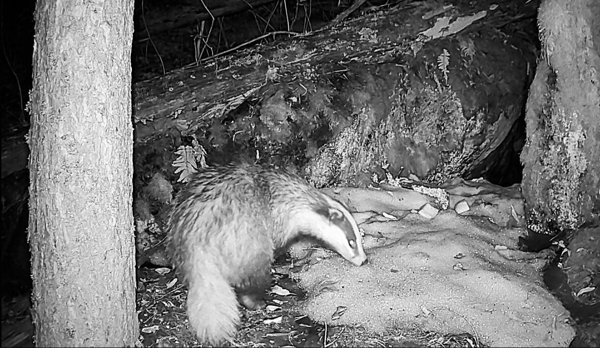 В Приозерском районе барсучиха после спячки навела порядок в норе В Приозерском районе барсучиха после спячки навела порядок в норе