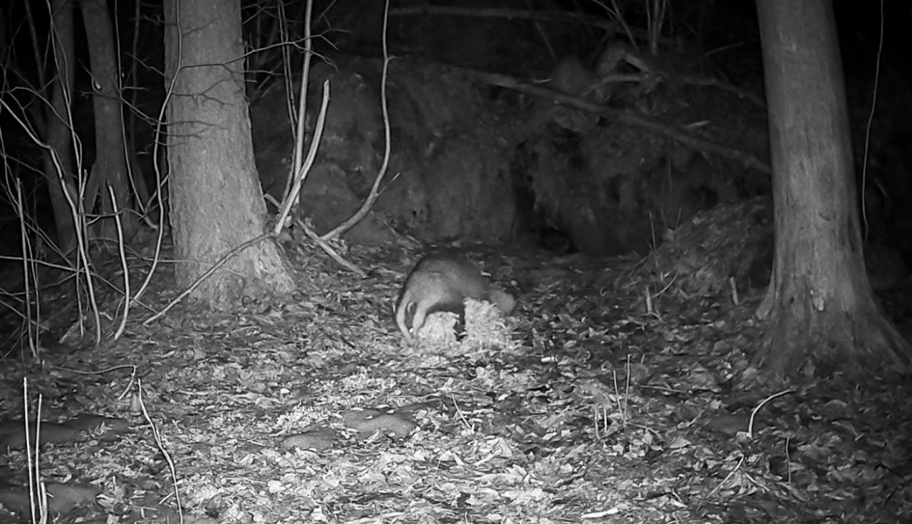 В Приозерском районе барсучиха после спячки навела порядок в норе В Приозерском районе барсучиха после спячки навела порядок в норе