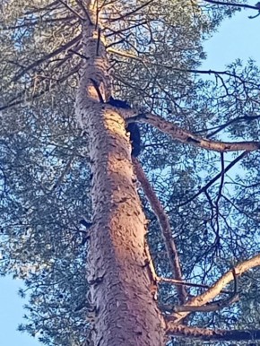 За день с деревьев в Ленобласти спасли трех домашних котов