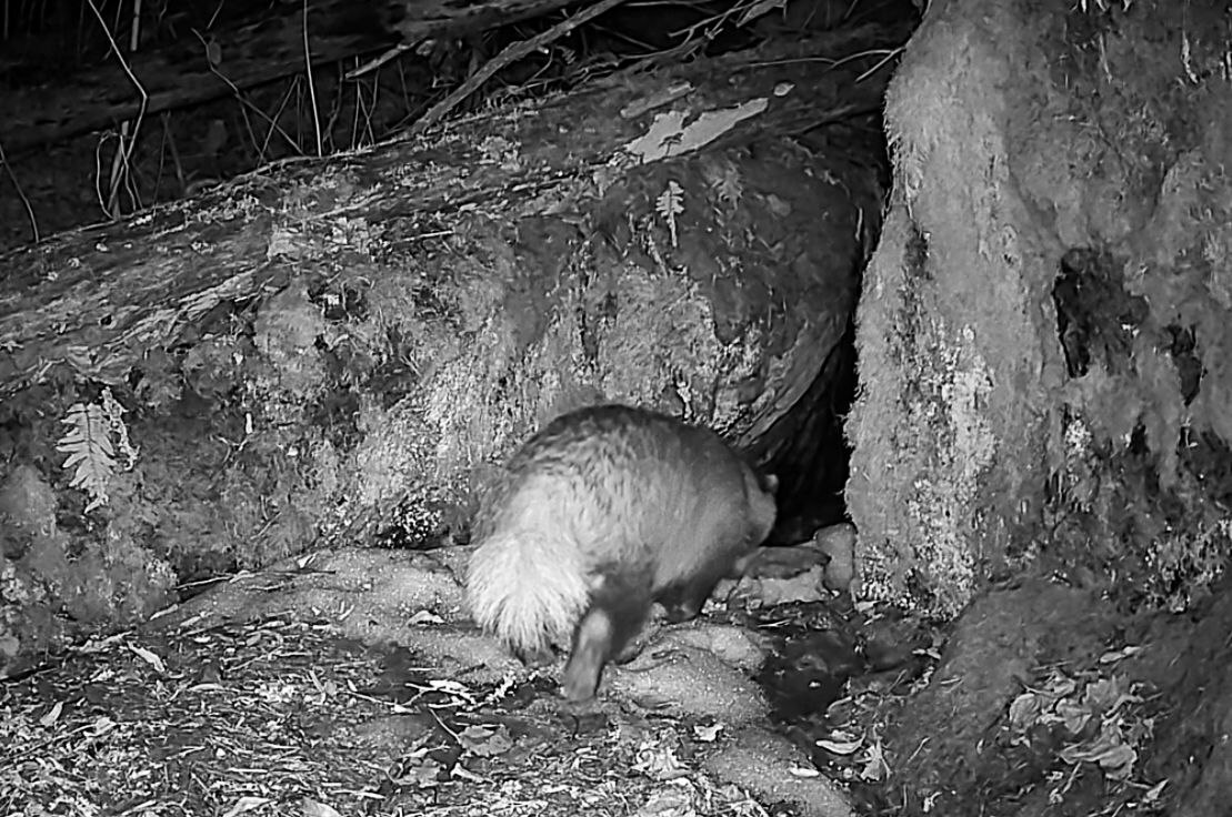 В Приозерском районе барсучиха после спячки навела порядок в норе