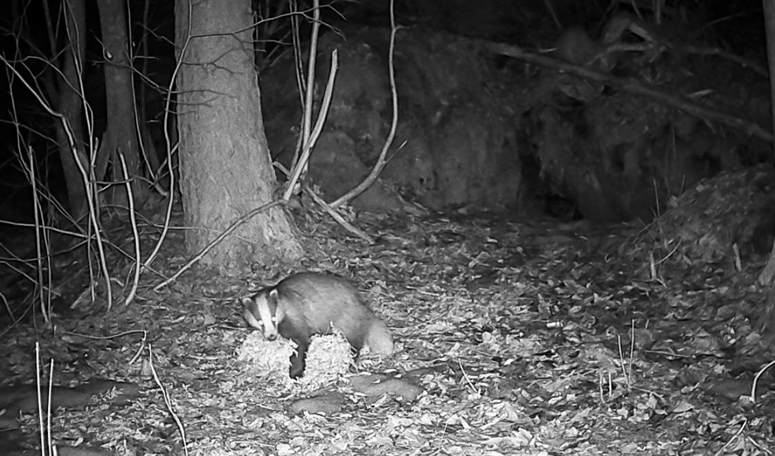В Приозерском районе барсучиха после спячки навела порядок в норе В Приозерском районе барсучиха после спячки навела порядок в норе