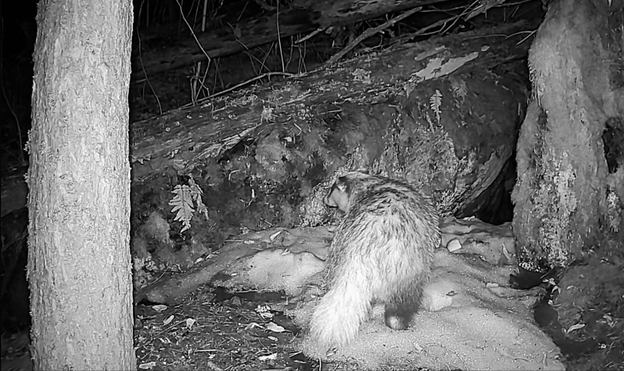 В Приозерском районе барсучиха после спячки навела порядок в норе В Приозерском районе барсучиха после спячки навела порядок в норе