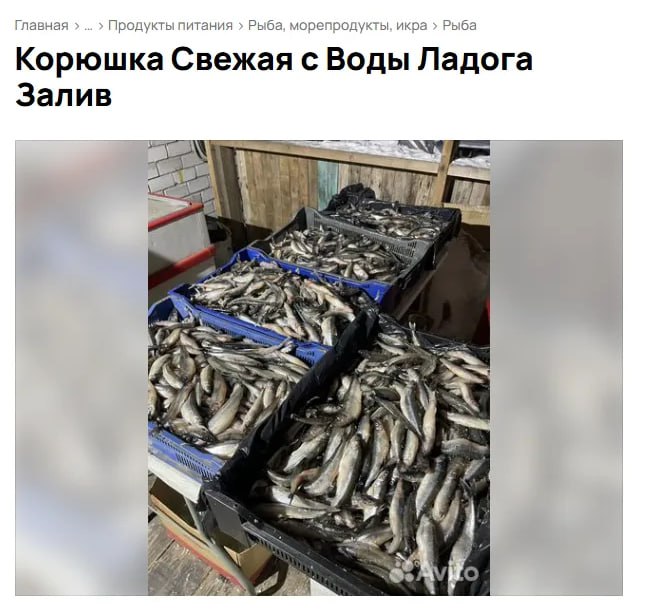 Сезон корюшки в Петербурге начнётся 15 апреля Сезон корюшки в Петербурге начнётся 15 апреля