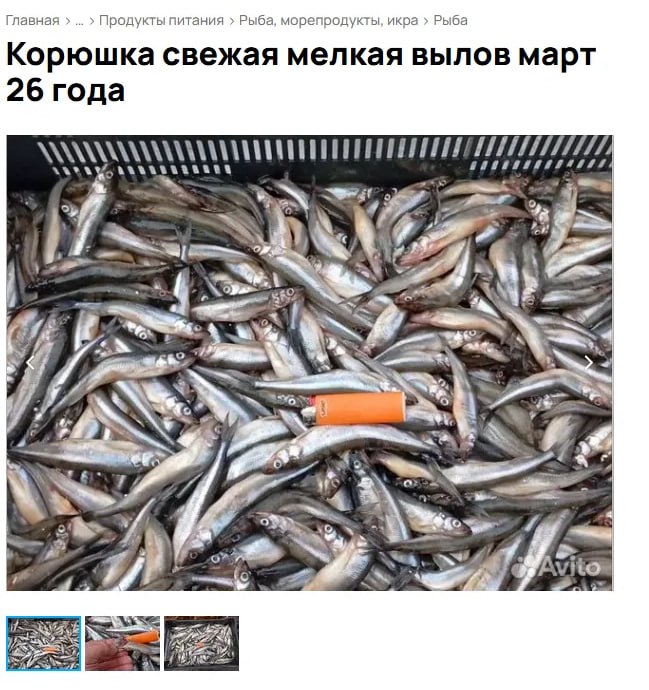 Сезон корюшки в Петербурге начнётся 15 апреля