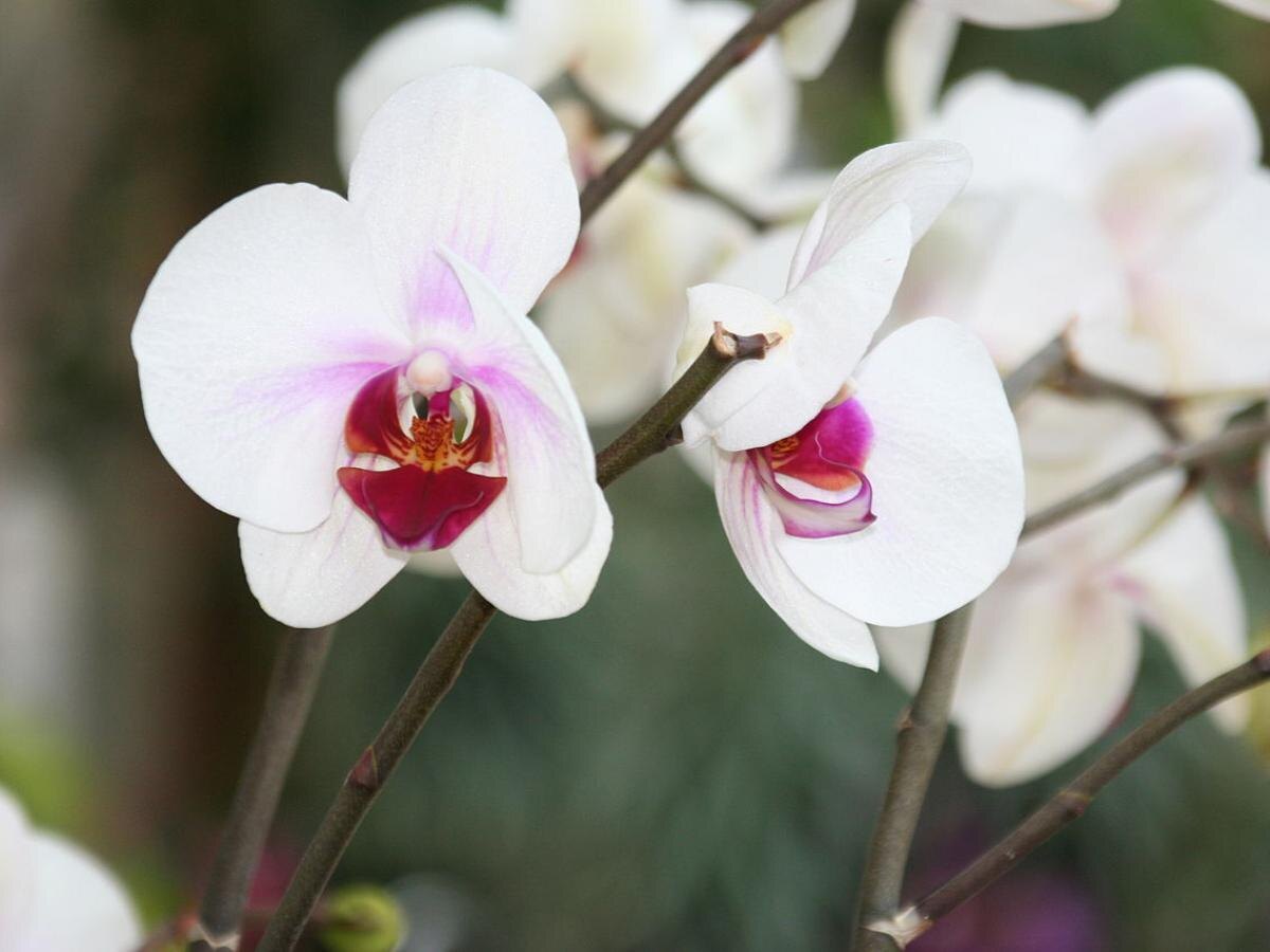 Специя, способная вернуть орхидеи к жизни после переувлажнения