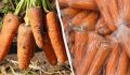 Как сохранить морковь свежей до весны: простые советы по хранению