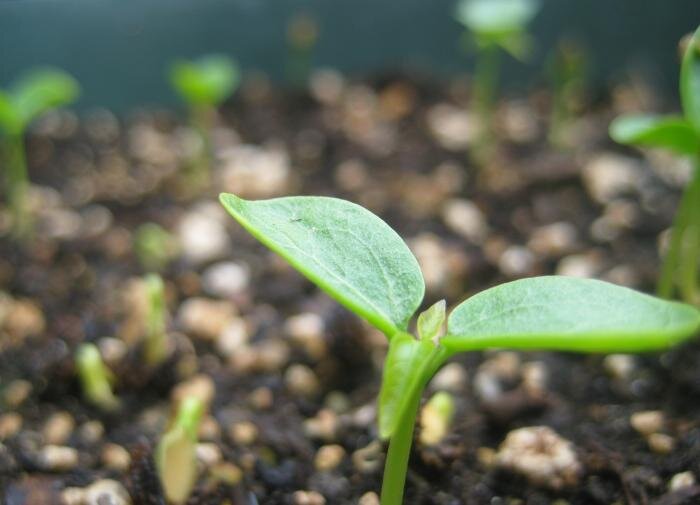 Как вырастить идеальную рассаду огурцов: секреты успеха