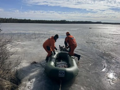 За прошедшие сутки подразделения территориального пожарно-спасательного гарнизона Ленинградской области реагировали на 51 оперативное событие:
