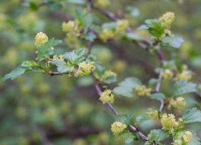 Органическое удобрение: секреты ухода за смородиной