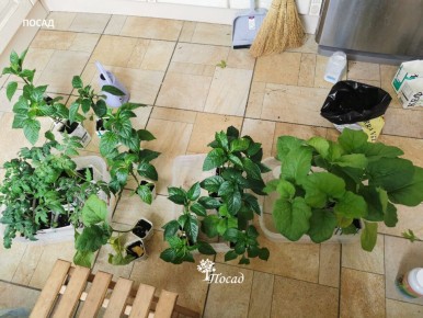 Когда настает время пересаживать рассаду: секреты успешного роста