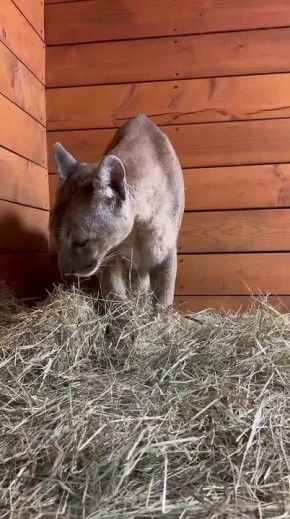 Послушайте, как мурлыкает и чихает пума Синди