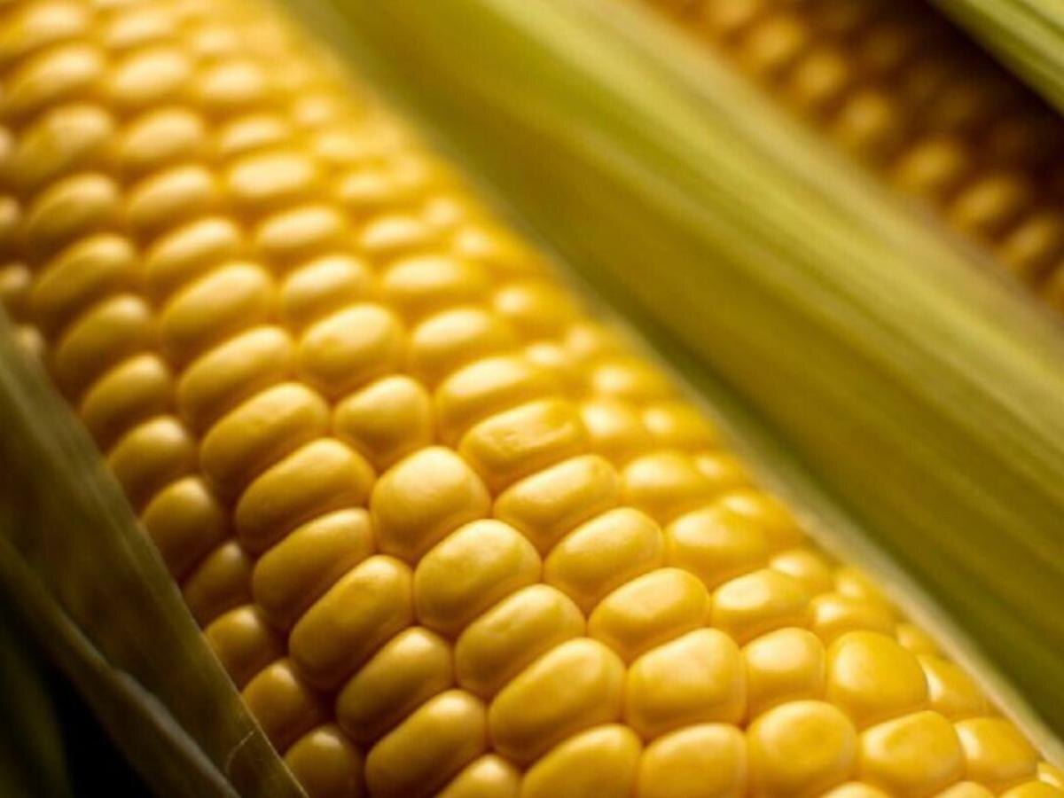 Секреты раннеспелой кукурузы: какие сорта подойдут для непродолжительного лета