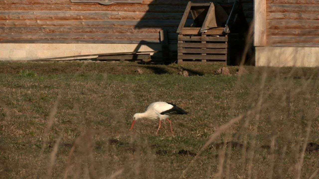 Пара белых аистов в числе первых вернулась в Ленобласть Пара белых аистов в числе первых вернулась в Ленобласть