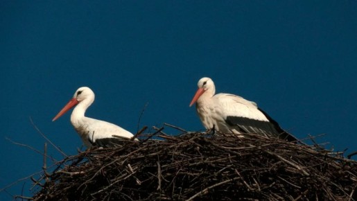 Александр Дрозденко: Ежегодно примерно 200 семей белых аистов выводят птенцов в Ленобласти
