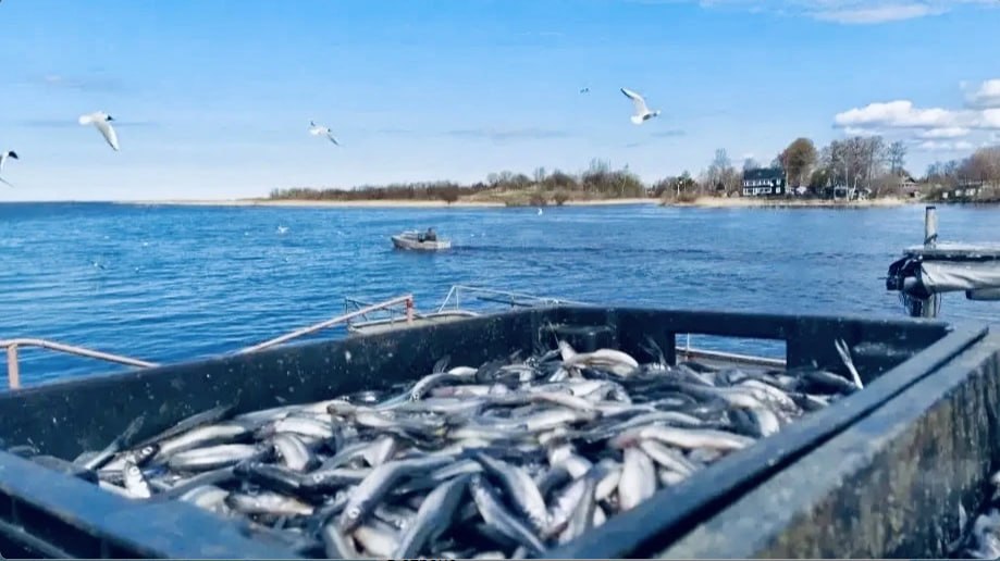 Александр Дрозденко: Корюшковая путина уже на старте — рыболовные предприятия Ленобласти сегодня выставили первые в этом сезоне мережи в Ладоге, в устье Волхова